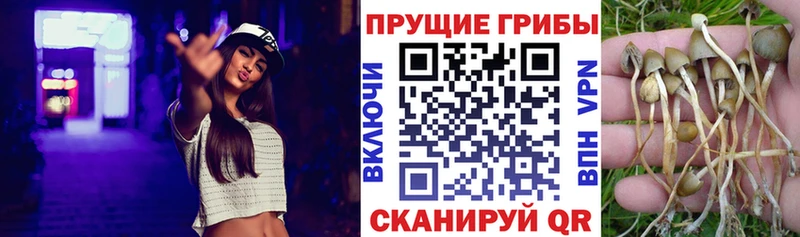 блэк спрут маркетплейс  Солнечногорск  Псилоцибиновые грибы мицелий  дарнет шоп 